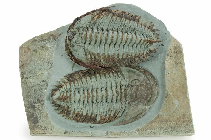Pair Of Large Lower Cambrian Trilobites (Longianda) - Issafen, Morocco #233860